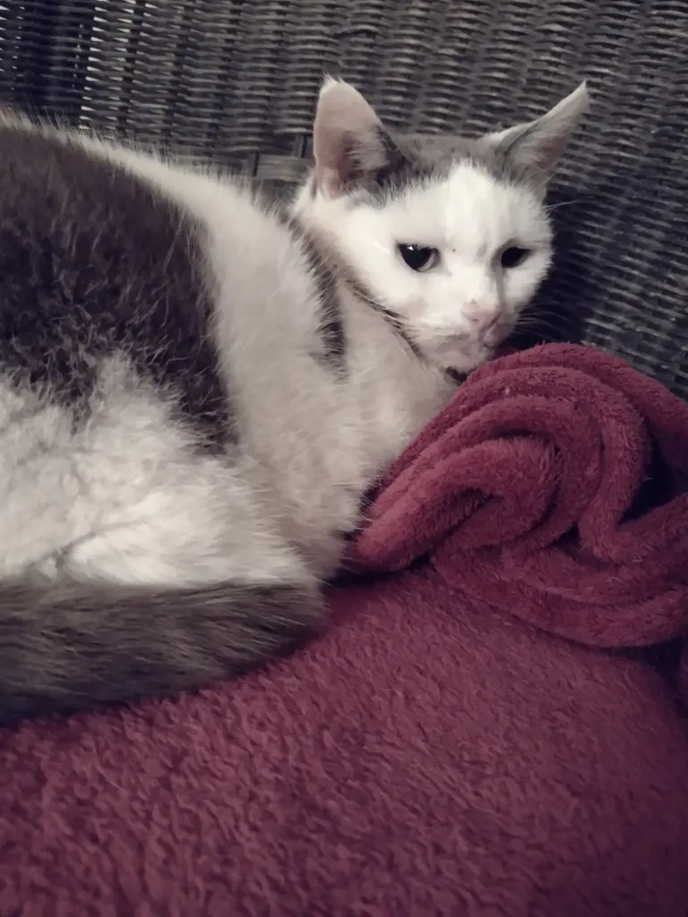 Condolence image of Corinna mit Emma, Pummelchen und anderen Sternlein im ❤️