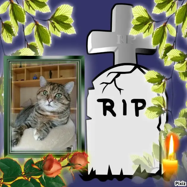 Condolence image of Tanja mit Timmy im Herzen