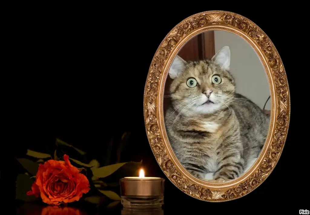 Condolence image of Tanja mit Timmy im Herzen