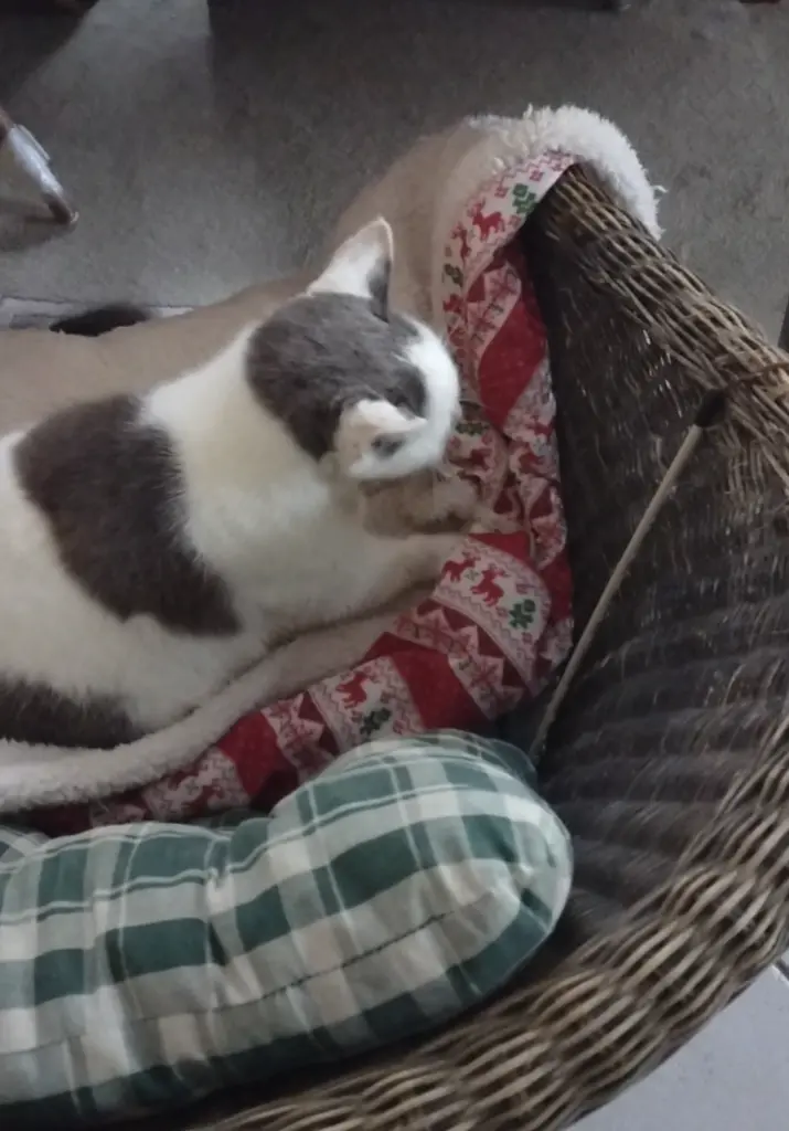 Condolence image of Corinna mit Emma, Pummelchen und anderen Sternlein im ❤️