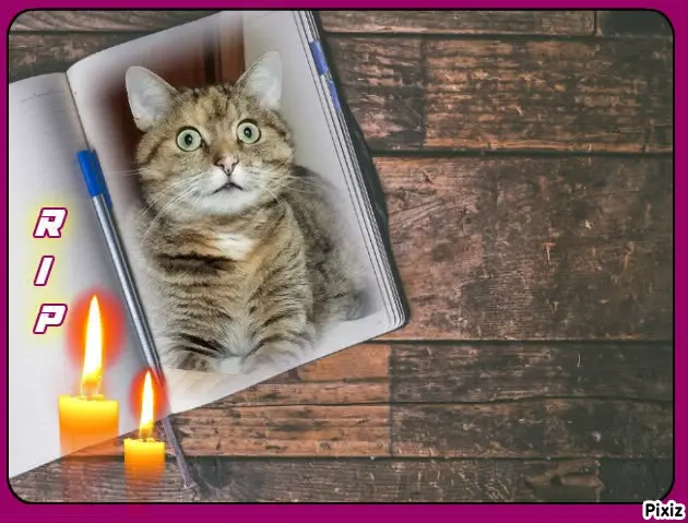 Condolence image of Tanja mit Timmy im Herzen 