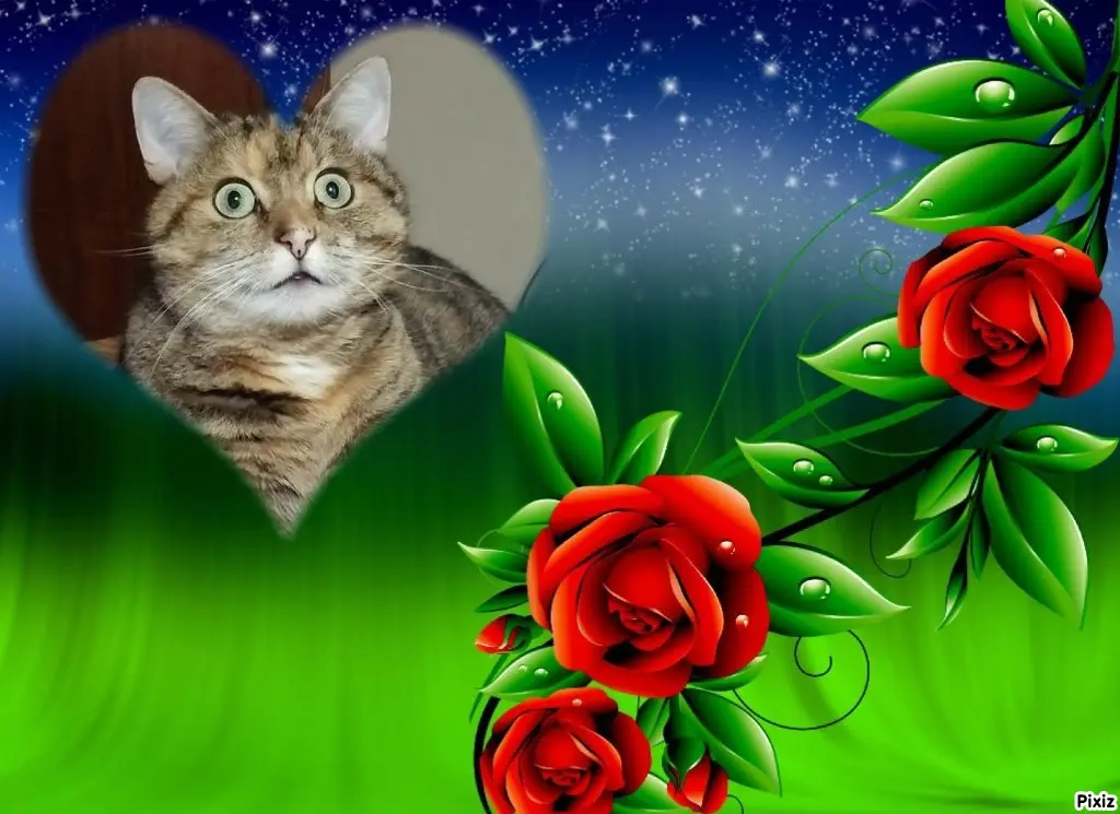 Condolence image of Tanja mit Timmy im Herzen