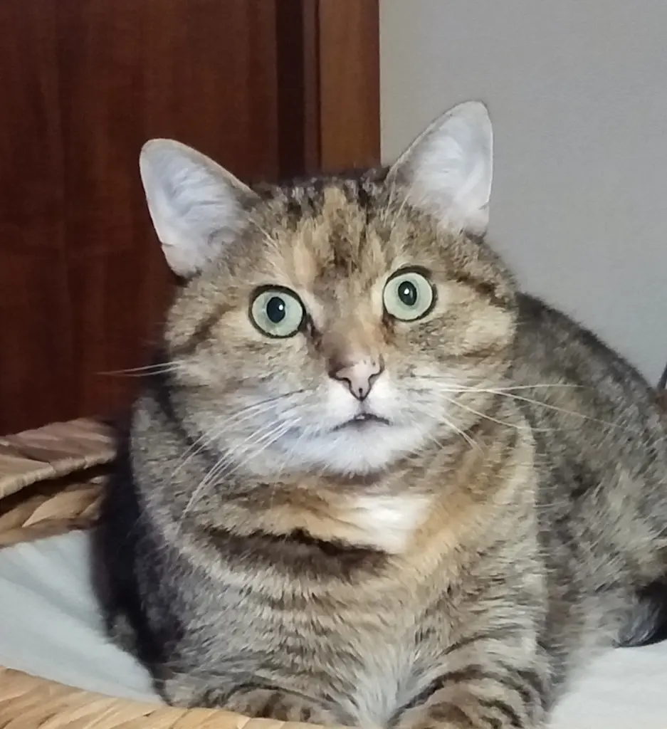 Condolence image of für mein Engelchen ❤️