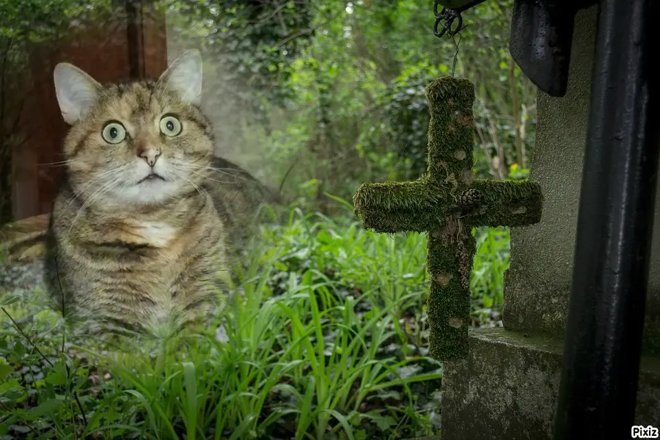 Condolence image of Tanja mit Timmy im Herzen