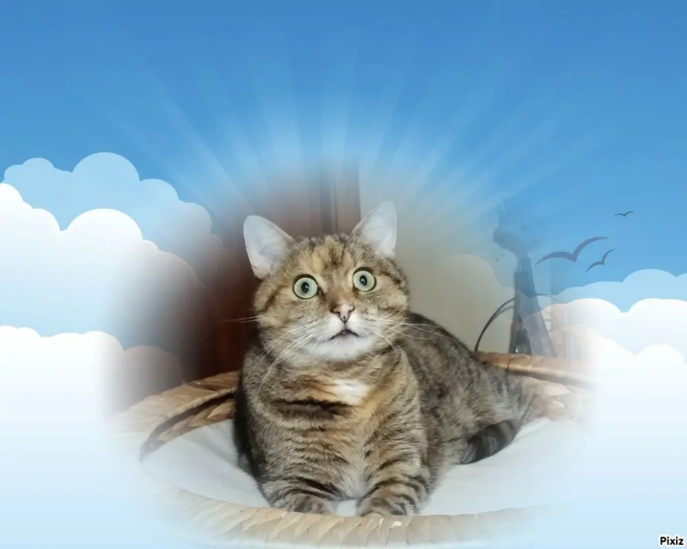 Condolence image of Tanja mit Timmy im Herzen