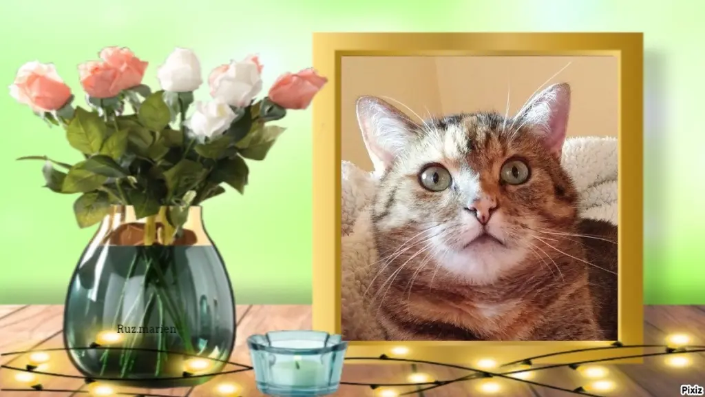 Condolence image of Sternchenpost ⭐