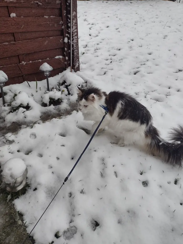 Condolence image of Corinna mit Emma, Jengi, Pummelchen und anderen Sternleine im Herzen