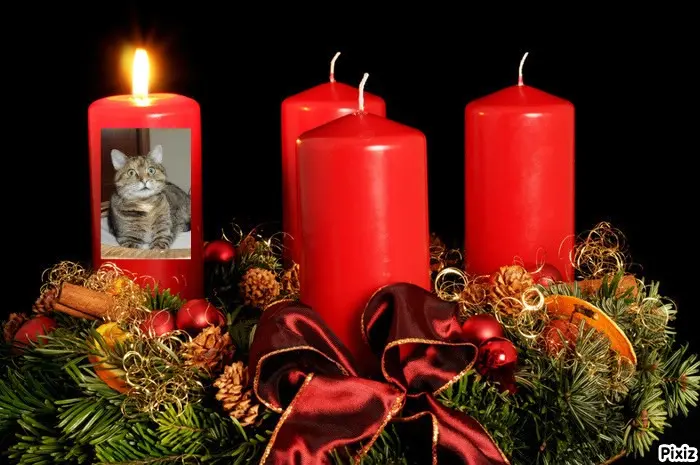 Condolence image of Tanja mit Timmy im Herzen 