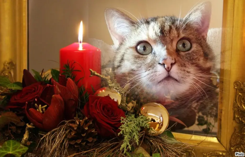 Condolence image of Patricia mit Bunny ❤️ 