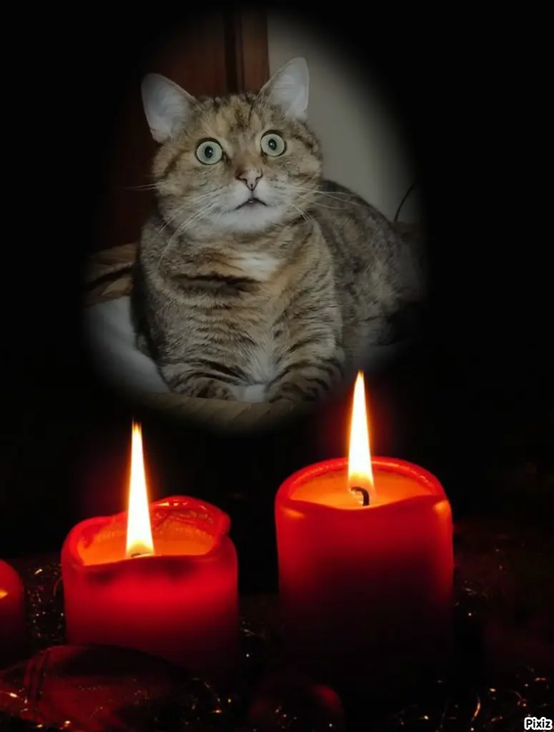 Condolence image of Tanja mit Timmy im Herzen 
