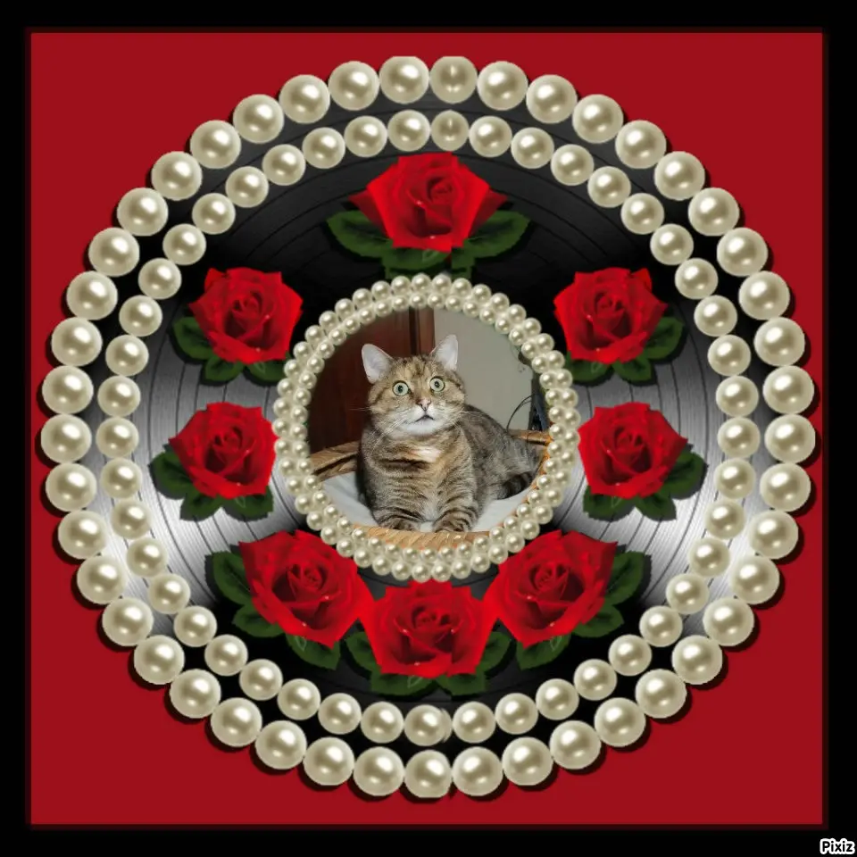 Condolence image of Tanja mit Timmy im Herzen