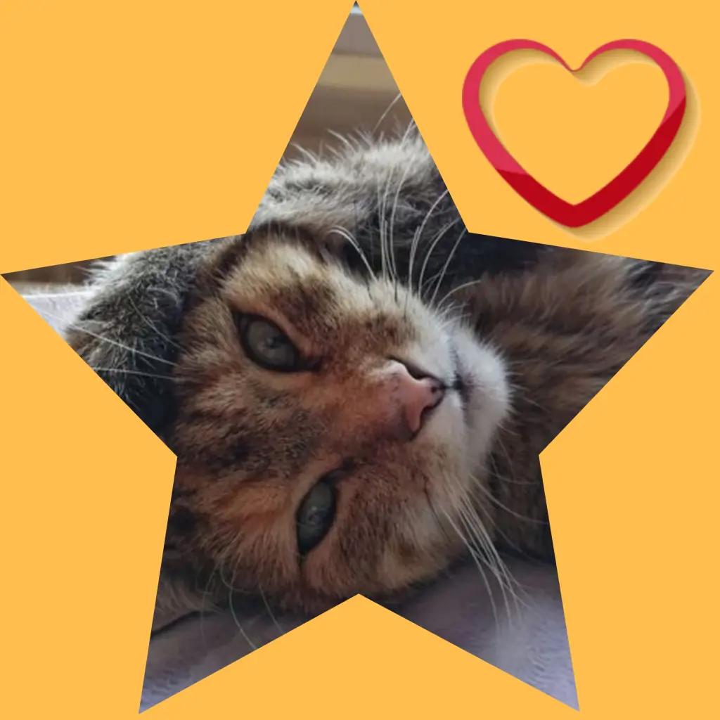 Condolence image of Corinna mit Emma, Jengi, Pummelchen und anderen Sternleine im Herzen