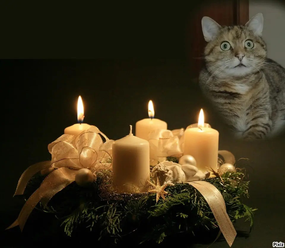 Condolence image of Tanja mit Timmy im Herzen