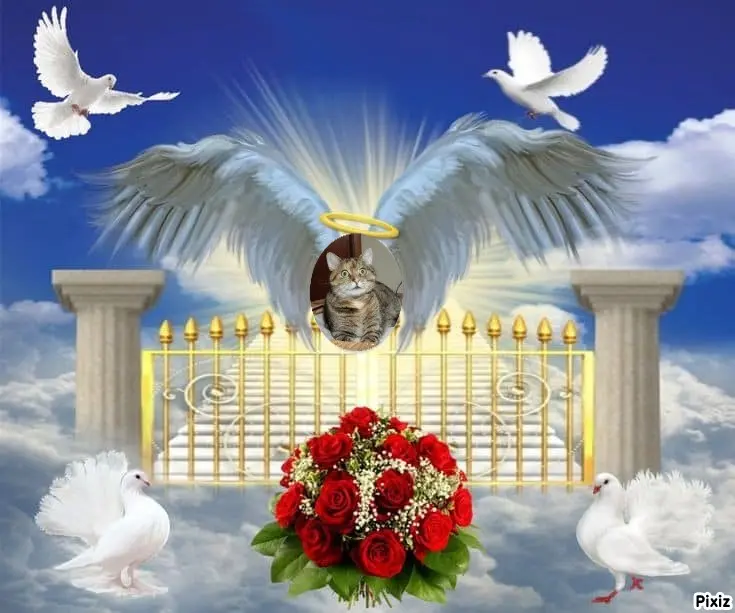 Condolence image of Tanja mit Timmy im Herzen