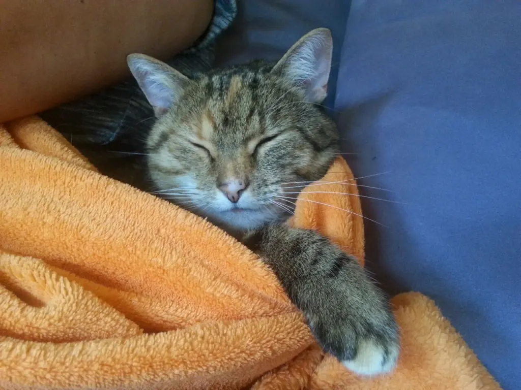 Condolence image of Mama an mein Engelchen ❤️