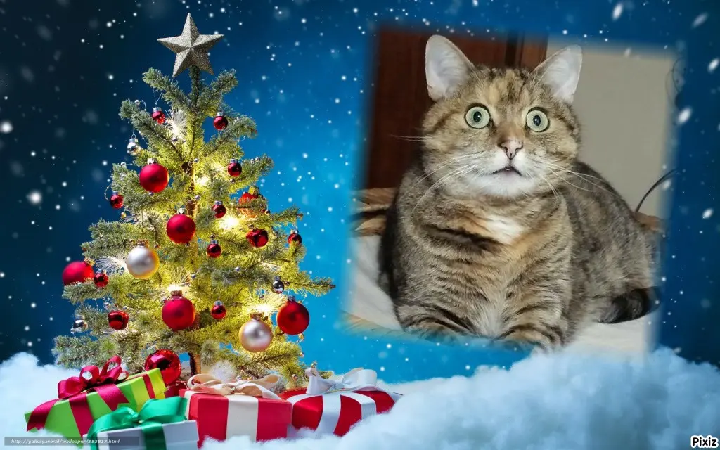 Condolence image of Tanja mit Timmy im Herzen