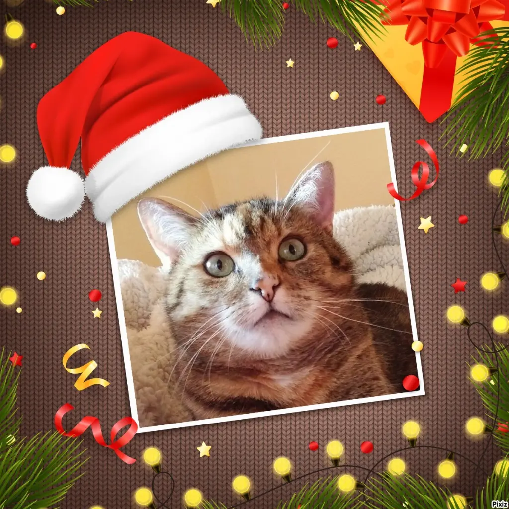 Condolence image of Schöne Festtage ❤️