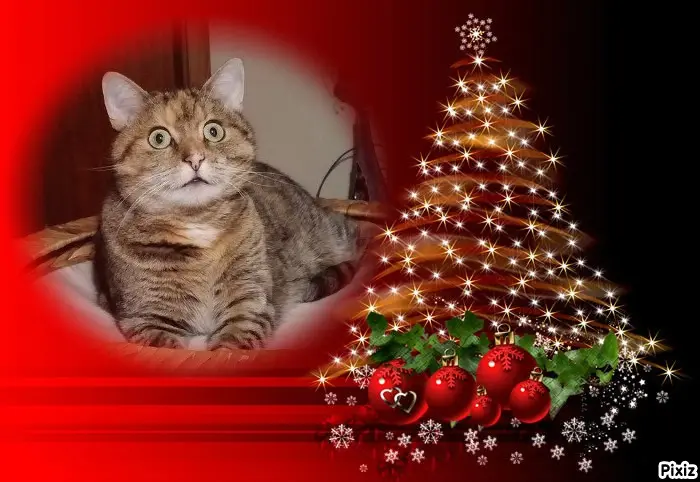 Condolence image of Tanja mit Timmy im Herzen