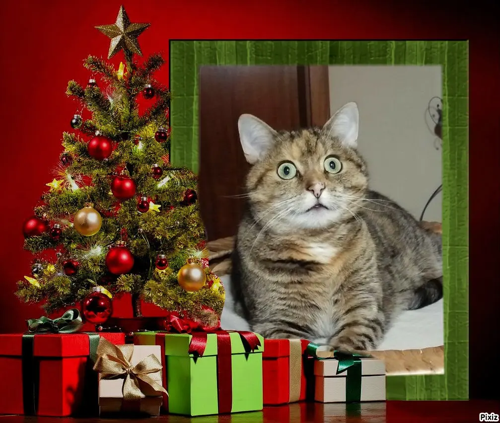 Condolence image of Tanja mit Timmy im Herzen