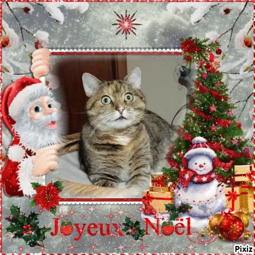 Condolence image of Tanja mit Timmy im Herzen