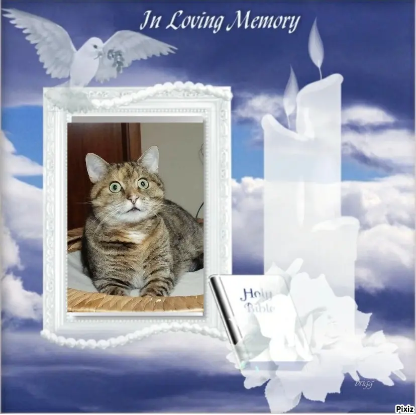 Condolence image of Tanja mit Timmy im Herzen