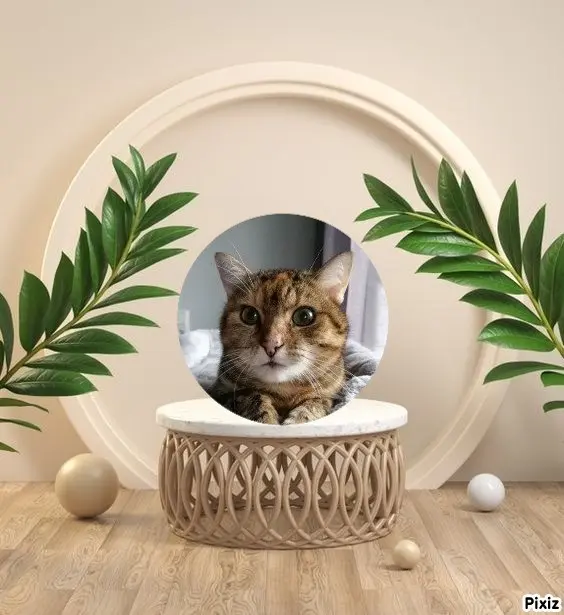 Condolence image of Sternchenpost ⭐