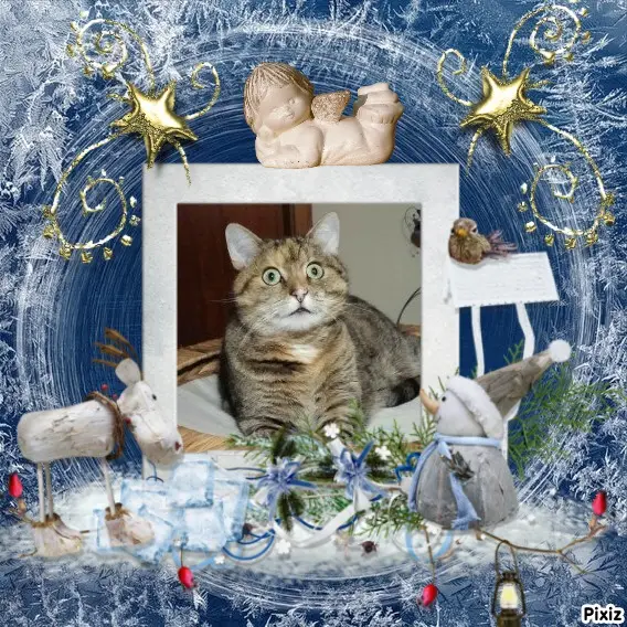 Condolence image of Tanja mit Timmy im Herzen