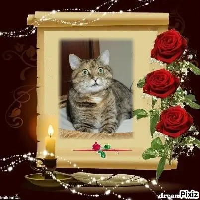 Condolence image of Tanja mit Timmy im Herzen 