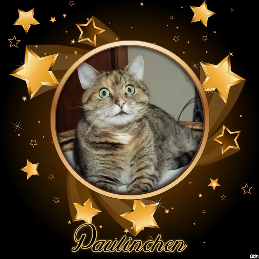 Condolence image of Tanja mit Timmy im Herzen 