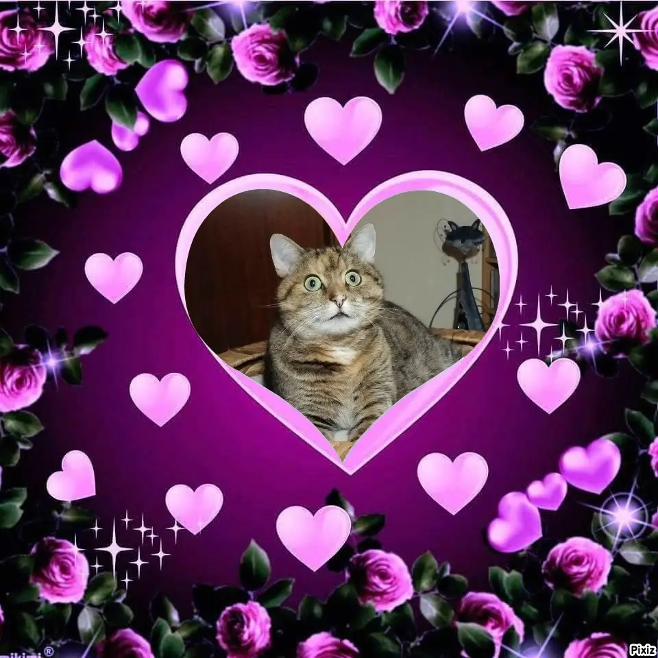 Condolence image of Tanja mit Timmy im Herzen 