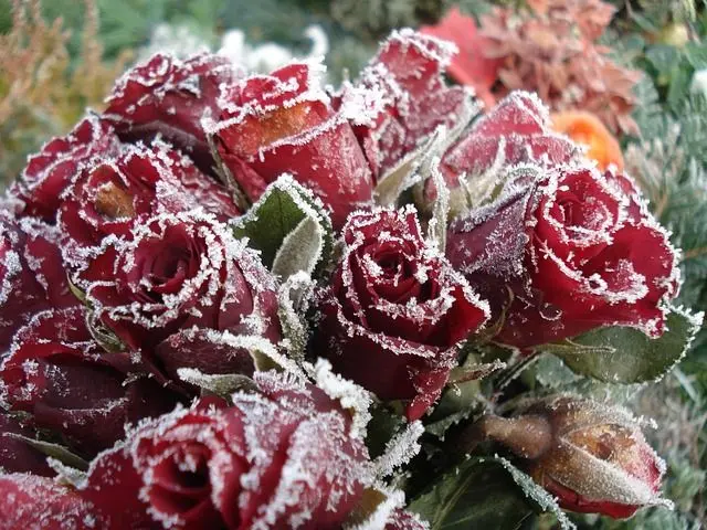 Condolence image of Für Pauline ❤️ und Mama Daniela