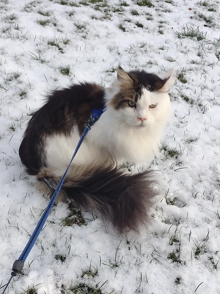 Condolence image of Corinna mit Emma, Jengi, Pummelchen und anderen Sternleine im Herzen