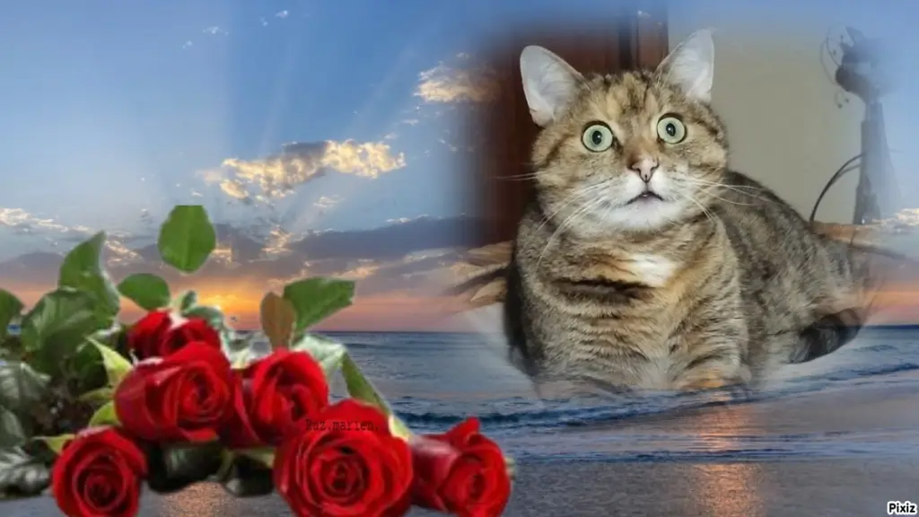 Condolence image of Tanja mit Timmy im Herzen 