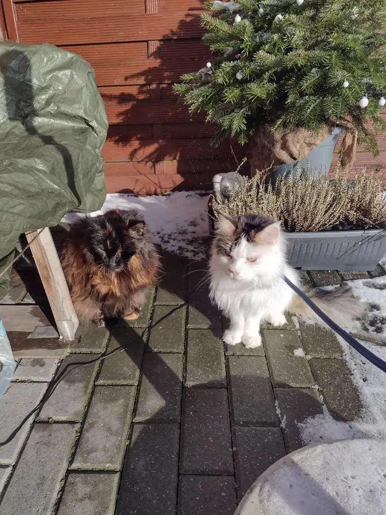Condolence image of Corinna mit Emma, Jengi, Pummelchen und anderen Sternleine im Herzen