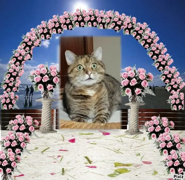 Condolence image of Tanja mit Timmy im Herzen 