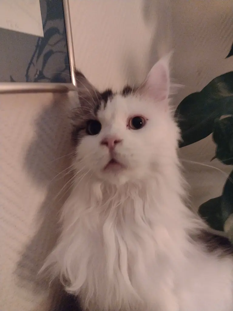 Condolence image of Corinna mit Emma, Jengi, Pummelchen und anderen Sternleine im Herzen