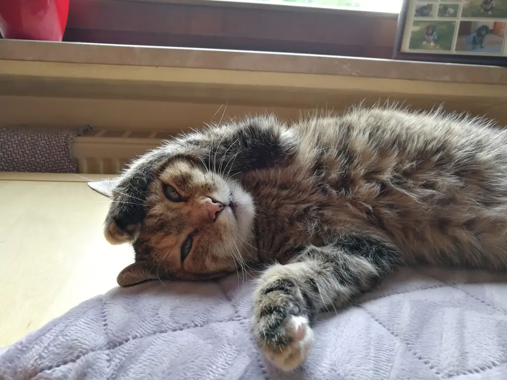 Condolence image of An mein Engelchen im Himmel ❤️