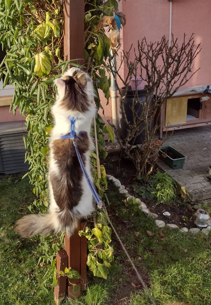 Condolence image of Corinna mit Emma, Jengi, Pummelchen und anderen Sternleine im Herzen