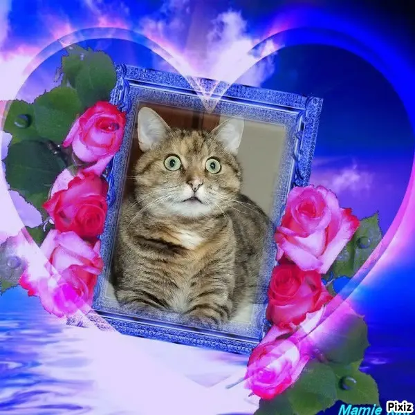 Condolence image of Tanja mit Timmy im Herzen