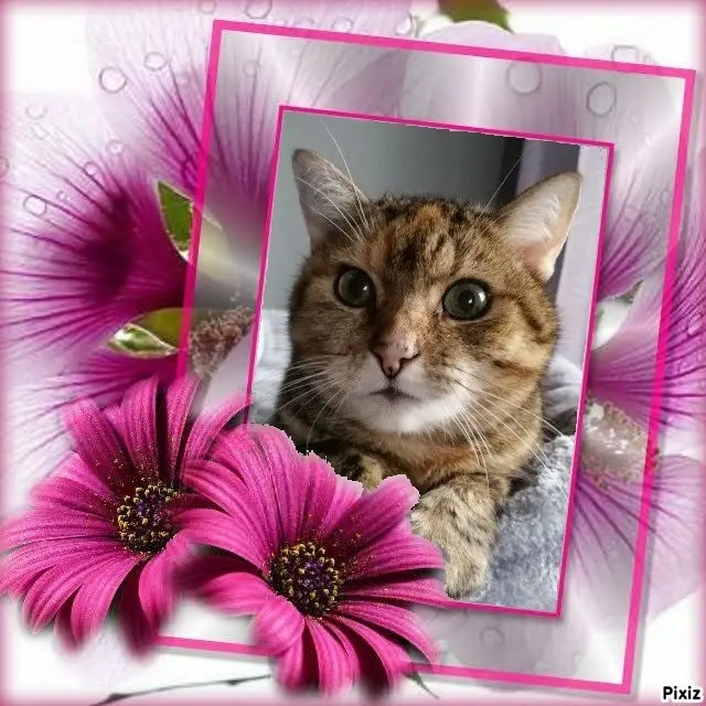 Condolence image of Patricia mit Bunny ❤️