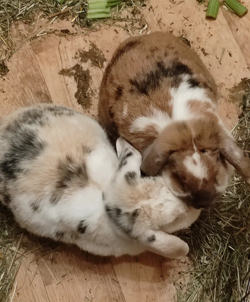 Condolence image of Sandra mit Markus, Noa, Sam, Mia und Muffin im Herzen