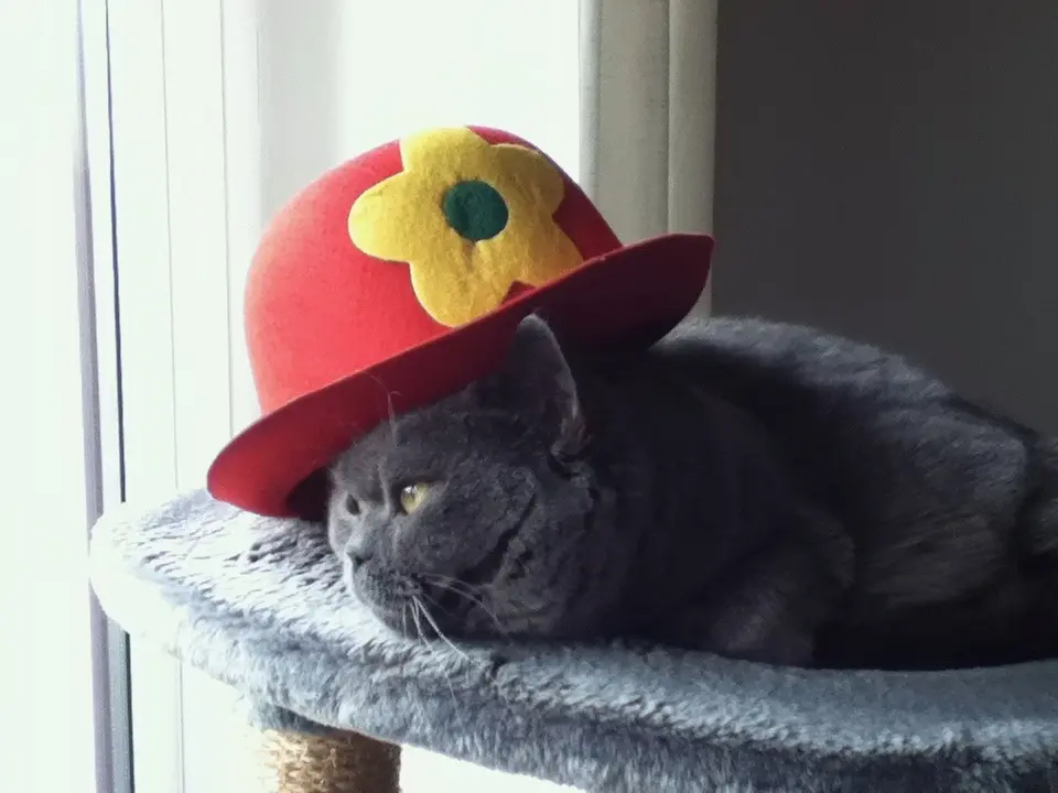 Condolence image of Für Pauline ❤️ und Mama Daniela