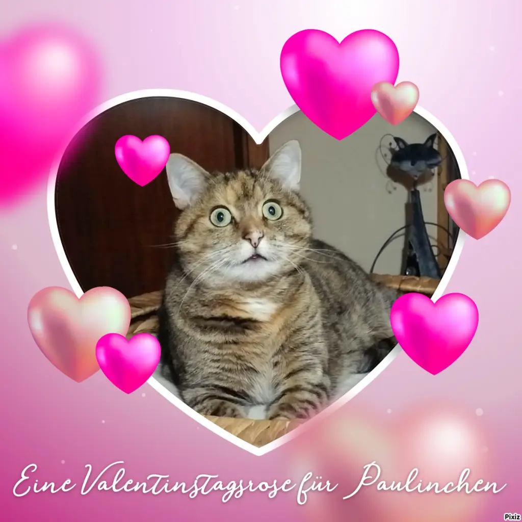 Condolence image of Tanja mit Timmy im Herzen