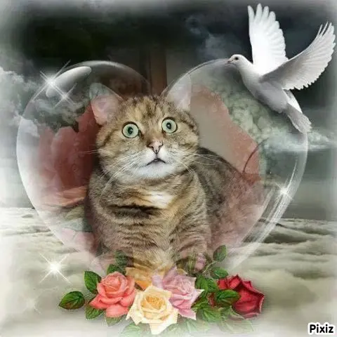 Condolence image of Tanja mit Timmy im Herzen