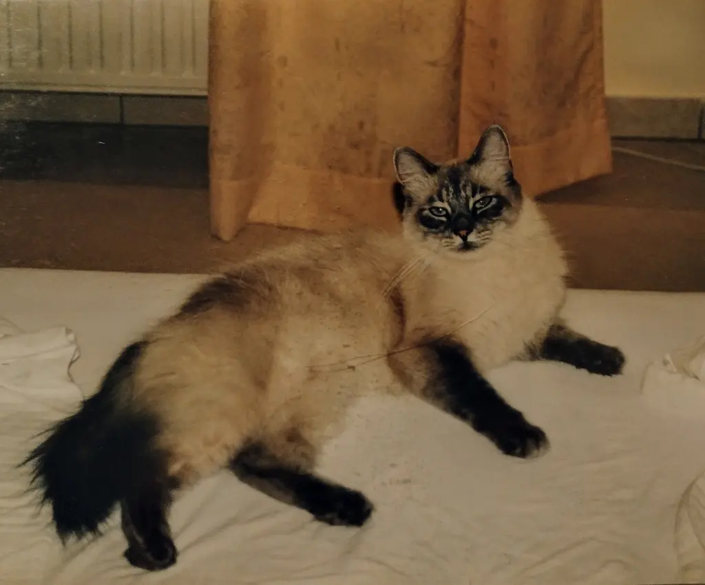 Condolence image of Corinna mit Emma, Jengi, Pummelchen und anderen Sternleine im Herzen