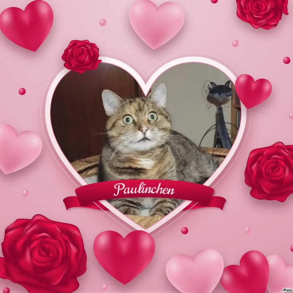 Condolence image of Tanja mit Timmy im Herzen 