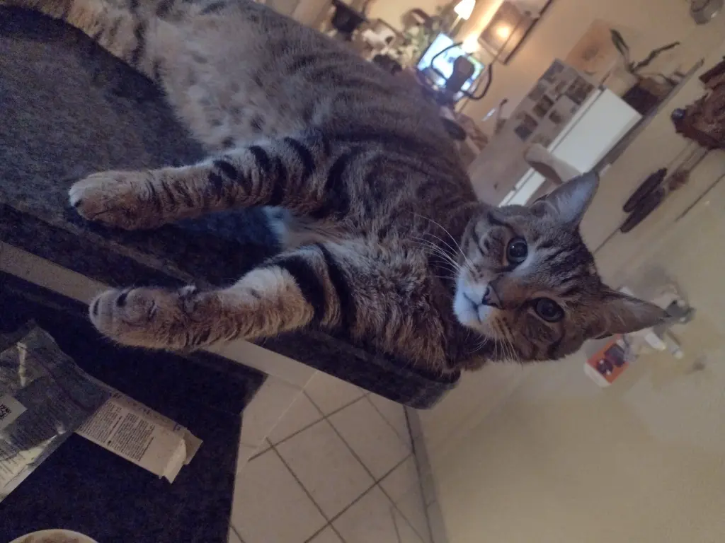 Condolence image of Corinna mit Tiggi♥️