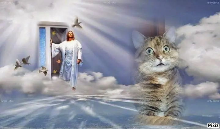 Condolence image of Tanja mit Timmy im Herzen 