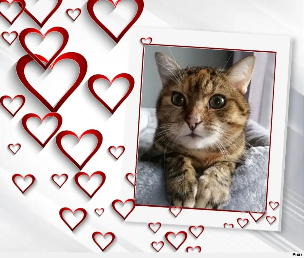 Condolence image of Sternchenpost ⭐