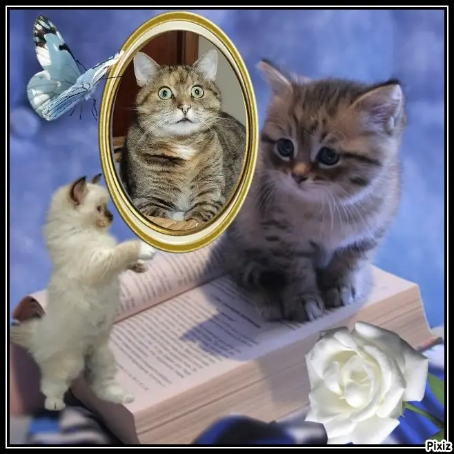 Condolence image of Tanja mit Timmy im Herzen 